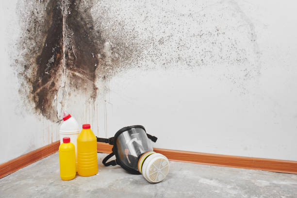 Home Mold Removal in Erwin, TN