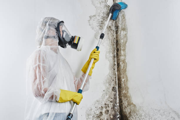 Best Certified Mold Removal  in Erwin, TN