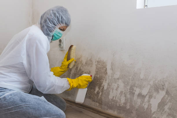 Best Professional Mold Removal  in Erwin, TN