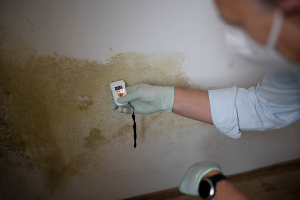 Best Mold Removal Specialists  in Erwin, TN