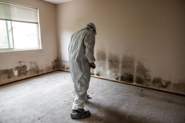 Crawl Space Mold Removal in Erwin, TN