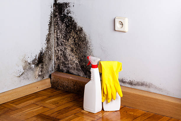 Best Crawl Space Mold Removal  in Erwin, TN