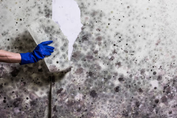 Professional Mold Removal in Erwin, TN