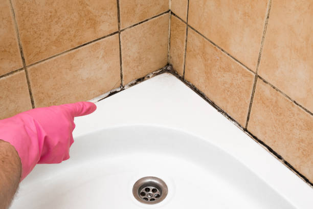 Best Fast Mold Removal  in Erwin, TN